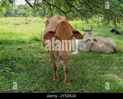 Kuh auf einer Weide in Chiriquí, Panama Stockfoto