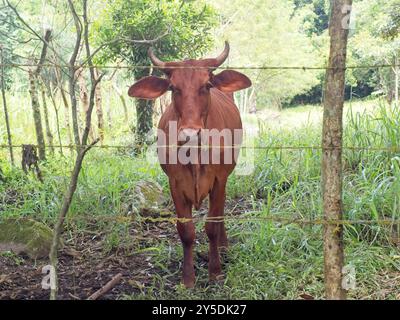 Kuh auf einer Weide in Chiriquí, Panama Stockfoto