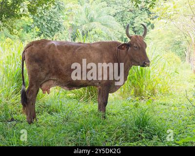 Kuh auf einer Weide in Chiriquí, Panama Stockfoto