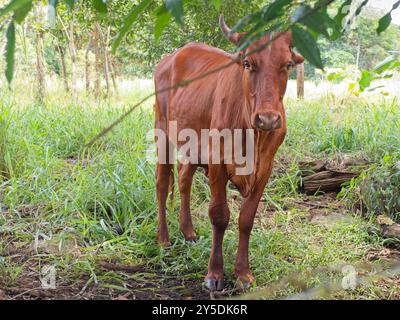 Kuh auf einer Weide in Chiriquí, Panama Stockfoto