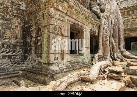 TA Prohm Tempelkomplex in der Nähe von Angkor Wat in Kambodscha Stockfoto