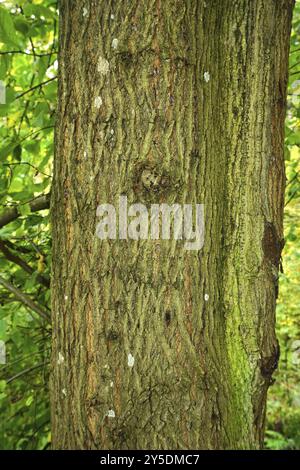 Bergulme, Ulmus glabra, ulmus montana, Rinde, Borke, Rinde, schottische Ulme Stockfoto