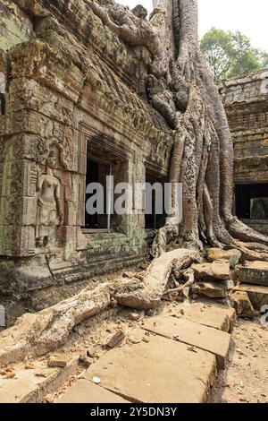 TA Prohm Tempelkomplex in der Nähe von Angkor Wat in Kambodscha Stockfoto