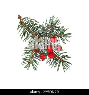 Nadelbaumzweig verziert mit künstlichen roten Beeren. Blaue Fichte, Weihnachtsbaum. Designelement für festliche Weihnachtsarrangements, Stockfoto