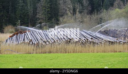 Nasslager, Holzbewaesserung, Nasslagerung, Holzbewässerung, künstliche Bewässerung zur Erhaltung der Baumstämme, Schwarzwald, Deutschland, Nassbewässerung Stockfoto