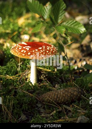 Fliegen Sie Agaren und Tannenzapfen im Moos Stockfoto