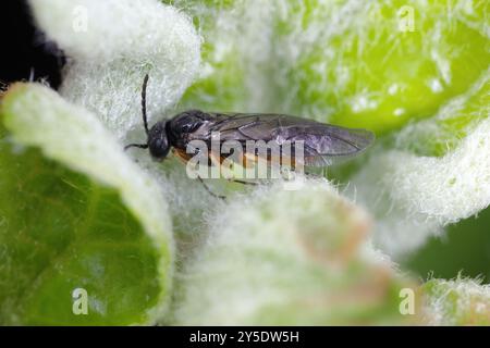 Yellowbellied Sloe-Borer, Hoplocampa chrysorrhoea, adulte Hymenoptera-Sägefliege in der Familie Tenthredinidae. Stockfoto