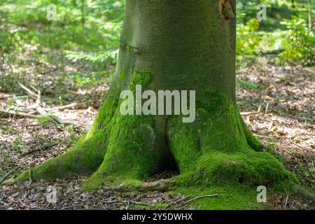 Eine Nahaufnahme eines Baumstamms in einem dichten Wald, dessen Wurzeln und der untere Teil von einer dicken Schicht aus leuchtendem grünem Moos bedeckt sind. Stockfoto