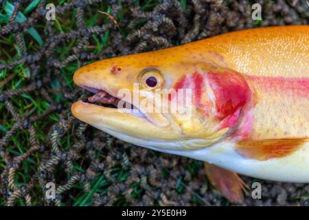 Nahaufnahme einer frisch gefangenen großen goldenen Forelle liegt in einem Netz auf dem nassen Gras Stockfoto