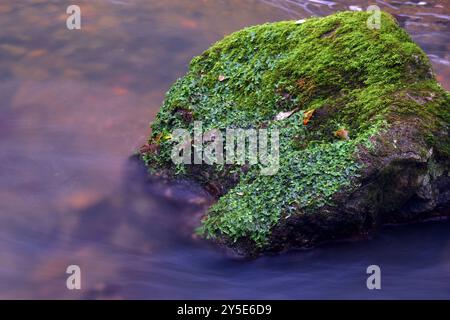 Das Leberkraut Conocephalum conicum auf einem Stein am Ufer eines Flusses Stockfoto