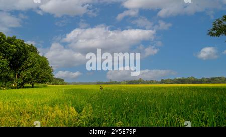 Grüne Reisfelder am blauen Himmel. Das Dorf Bangladesch ist die Natur von Bengalen. Ein Kind läuft durch das grüne Reisfeld. Stockfoto