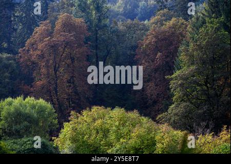 Wald im Herbst in der Nähe der Schlösser Peles und Pelisor, Sinaia, Siebenbürgen, Rumänien Stockfoto