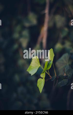 Nahaufnahme von Dewy Green Leaves Stockfoto