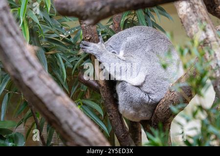 Koala (Phascolarctos cinereus) schlafend auf einem Baumzweig Stockfoto