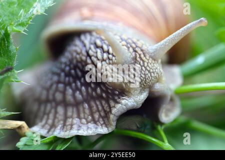 Helix pomatia auch römische Schnecke, Burgunderschnecke, essbare Schnecke oder Ecargot, ist eine Art großer, essbarer, luftatmender Landschnecke. Stockfoto