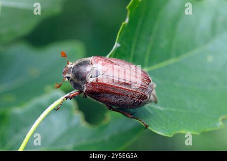 Erwachsenen Maikäfer Melolontha Melolontha oder können auf einem Blatt bug Stockfoto