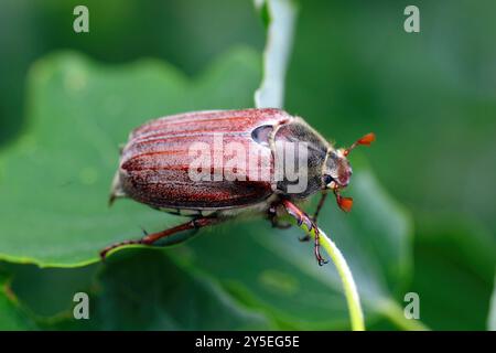 Erwachsenen Maikäfer Melolontha Melolontha oder können auf einem Blatt bug Stockfoto