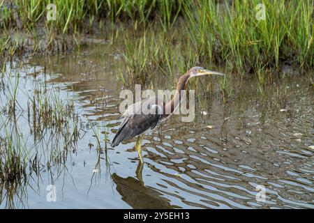 Dreifarbiger Reiher waten in einem Feuchtgebiet an einem sonnigen Tag auf der Insel Assateague Stockfoto