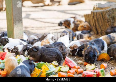 Eine Gruppe von Meerschweinchen isst gerne eine Vielzahl von frischem Obst und Gemüse, die auf dem Boden verstreut sind, während ein Kind in der Nähe in einem lebendigen beobachten kann Stockfoto