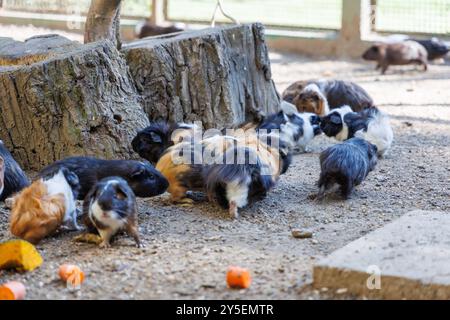 Eine große Gruppe von Meerschweinchen schmeckt mit einer bunten Auswahl an frischem Gemüse, verteilt in einem sonnigen Außengehege. Ihr aktives Fressen schafft Stockfoto
