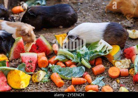 Eine Gruppe von Meerschweinchen genießt gerne eine Auswahl an frischem Gemüse und Obst, einschließlich Blattgemüse, Karotten und Wassermelone, in einer Natu Stockfoto