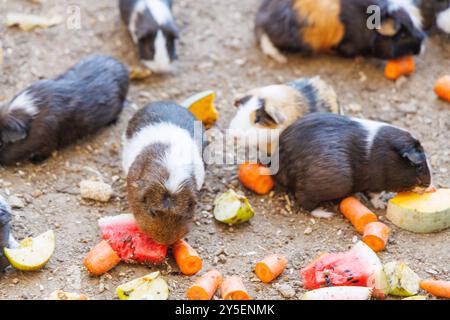 Eine Gruppe fröhlicher Meerschweinchen genießt frisches Gemüse, darunter Karotten und Kürbis, in einer Umgebung unter sonnigem Himmel Stockfoto