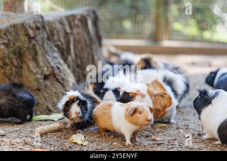 Eine Gruppe von Meerschweinchen schmeckt gerne an einer bunten Auswahl an frischem Gemüse und Obst. Die Umgebung ist hell und sonnig, was eine lebhafte Atmosphäre schafft Stockfoto