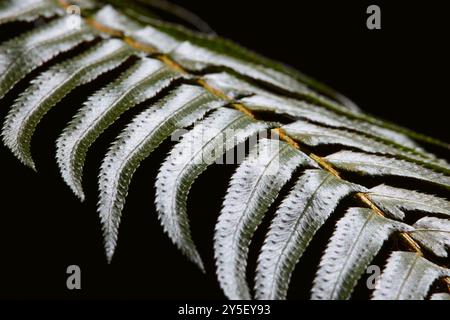 Nahaufnahme eines Farns im Hidden Groves Forest nahe Sechelt an der Sunshine Coast in BC, Kanada. Stockfoto