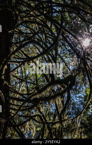 Bäume im Wald bei Hidden Groves bei Sechelt, an der Sunshine Coast in BC, Kanada. Stockfoto