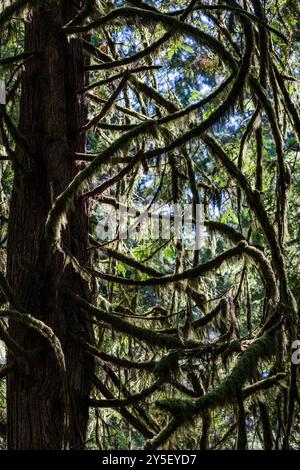 Bäume im Wald bei Hidden Groves bei Sechelt, an der Sunshine Coast in BC, Kanada. Stockfoto