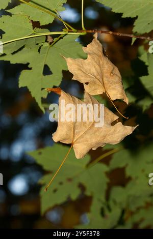 Tote Ahornblätter hängen an einem Ast. Quebec, Kanada Stockfoto