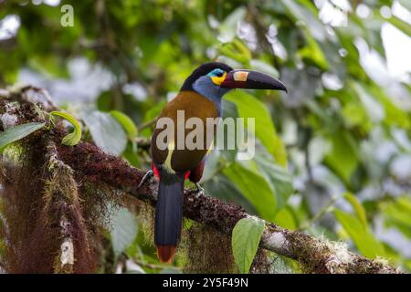 Tellerschnabel Mountain Toucan in Regenwaldbäumen Stockfoto