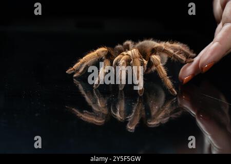 Nahaufnahme der Tarantelspinne (Theraphosidae) auf schwarzem reflektierendem Hintergrund. Stockfoto