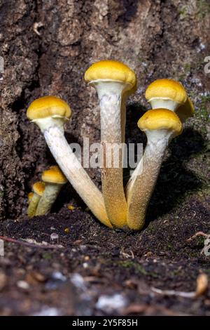 Honig-Pilzgruppe (Armillaria mellea), die auf Baumstämmen im Dupont State Recreational Forest bei Brevard, North Carolina, USA, auftaucht Stockfoto