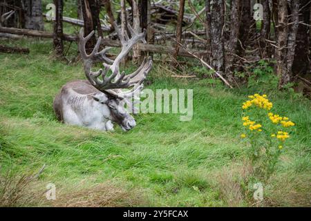 Caribou im Salmonier Nature Park an der NL 90 in Holyrood, Neufundland & Labrador, Kanada Stockfoto