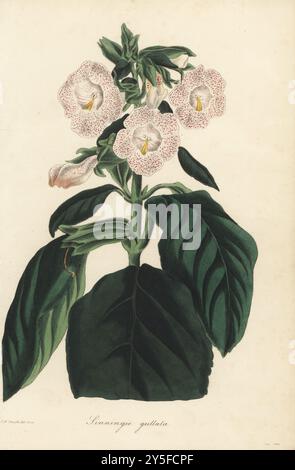 Sinningia mit fleckiger Blüte, Sinnigia guttata. Geboren in Brasilien, eingeführt von Henry Chamberlain in den Garten der London Horticultural Society. Handkolorierte botanische Illustration, gezeichnet und graviert von Frederick William Smith aus Joseph Paxton’s Magazine of Botany, and Register of Flowering Plants, Volume 2, W.S. Orr, London, 1836. Stockfoto