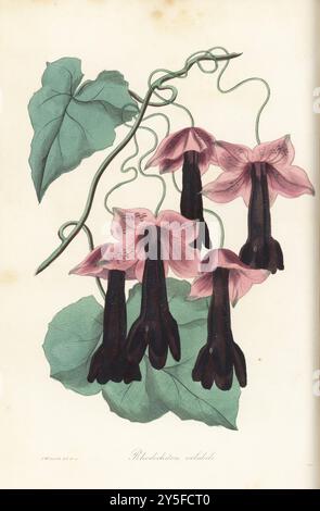 Violett gezwirntes Rhodochiton, Rhodochiton volubile. Gebürtig aus Mexiko, eingeführt von Frau Charlotte Marryatt vom Wimbledon House über Deutschland. Handkolorierte botanische Illustration, gezeichnet und graviert von Frederick William Smith aus Joseph Paxton’s Magazine of Botany, and Register of Flowering Plants, Volume 2, W.S. Orr, London, 1836. Stockfoto