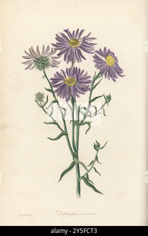 Haplopappus uncinatus. Hoary diplopappus, Diplopappus canescens. Gebürtig aus Kalifornien, entdeckt vom schottischen Botaniker David Douglas. Handkolorierte botanische Illustration, gezeichnet und graviert von Frederick William Smith aus Joseph Paxton’s Magazine of Botany, and Register of Flowering Plants, Volume 2, W.S. Orr, London, 1836. Stockfoto