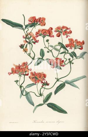 Korallenrebe, Kennedia coccinea. Elegante scharlachrote Kennedia, Kennedia coccinea elegans. Im Westen Australiens beheimatet. Handkolorierte botanische Illustration, gezeichnet und graviert von Frederick William Smith aus Joseph Paxton’s Magazine of Botany, and Register of Flowering Plants, Volume 2, W.S. Orr, London, 1836. Stockfoto