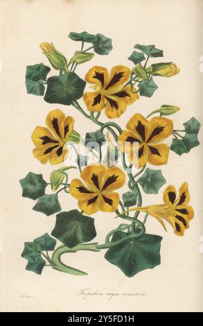 Indische Kresse, Garten-Kapuzinerkresse oder Mönchskresse, Tropaeolum majus. Wunderschönes großblütiges Kapuzinerkresse, Tropaelum majus venustum. Illustration von Alexander Campbell, Kurator des Botanischen Gartens von Manchester. Handkolorierte botanische Illustration, gezeichnet und graviert von Frederick William Smith aus Joseph Paxton’s Magazine of Botany, and Register of Flowering Plants, Volume 2, W.S. Orr, London, 1836. Stockfoto