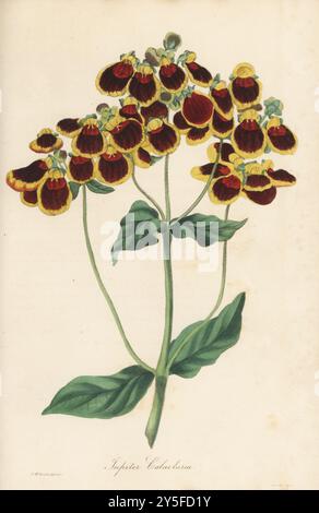 Jupiter calceolaria oder Pantoffelkraut, Calceolaria corymbosa var. Jupiter. Hybrid, aufgezogen von Charles und James Young in der Epsom-Gärtnerei. Handkolorierte botanische Illustration, gezeichnet und graviert von Frederick William Smith aus Joseph Paxton’s Magazine of Botany, and Register of Flowering Plants, Volume 2, W.S. Orr, London, 1836. Stockfoto