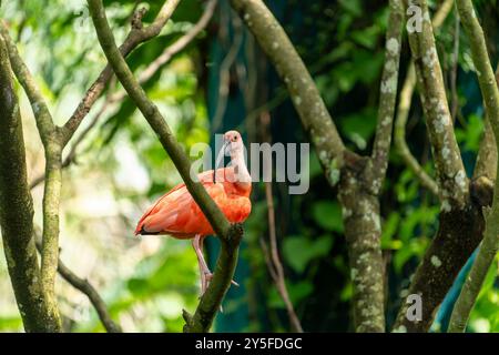 Scharlach Ibis auf einem Ast in einem Baum Stockfoto