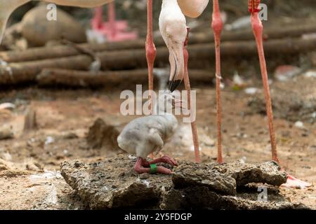 Baby Flamingo und die Mutter Stockfoto