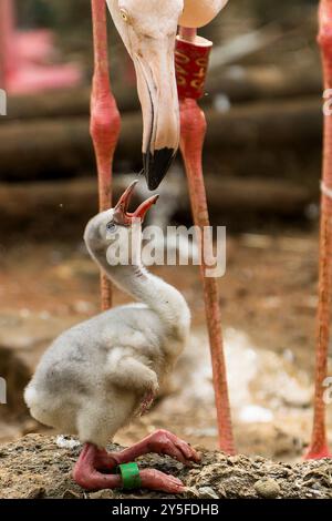 Nahaufnahme eines Baby-Flamingos, der um Essen bittet Stockfoto