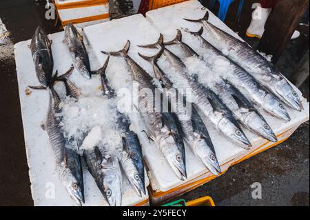 Frischer Barrakuda-Fisch auf dem Straßenmarkt in Vietnam in Asien Stockfoto