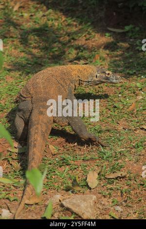 Komodo dragon Stockfoto