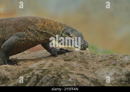 Komodo dragon Stockfoto