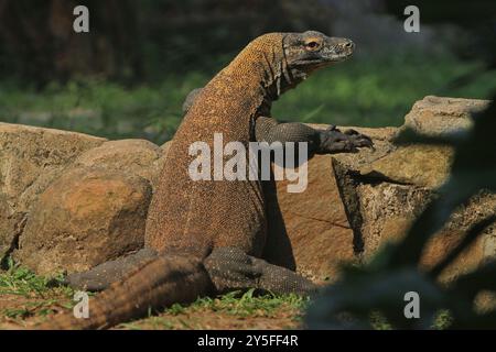 Komodo dragon Stockfoto