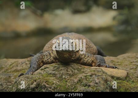 Komodo dragon Stockfoto