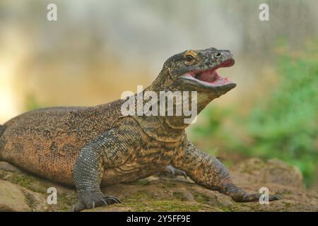 Komodo dragon Stockfoto